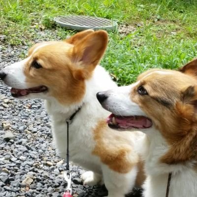 ryuhime42's profile picture. ～京都～　＊花＊海＊北海道＊和紗＊犬＊　2コーギー　りゅう🌸16才10ヶ月前庭疾患～悪性リンパ腫　2018/2/19　&　ひめ🌻14才3ヶ月DM～悪性リンパ種2016/8/29　#秘密結社老犬倶楽部天使支部　へ　　チワワ　　りん♀7才&けん♂7才　よろしくお願いします_(..)_