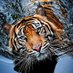Ranthambore Park (@ranthamborepark) Twitter profile photo Ranthambore Park (@ranthamborepark) Twitter profile photo