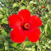 cimturdevremulk (@cimturdevremulk) 's Twitter Profile