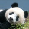 ABCMovies2017's profile picture. 上野動物園のシャンシャンとシンシンを観覧して以来、動物の写真や動画撮影にはまっています。新参者ですが宜しくお願いします。このアカウントでは、上野動物園の「シャンシャン・シンシン」の観覧の記録をUPします。また、現地観覧された方の写真や動画を中心に「イイね」や「リツイート」させて頂きます。ご自由にフォローください。🐼