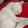 amanekey's profile picture. AIに負けるな