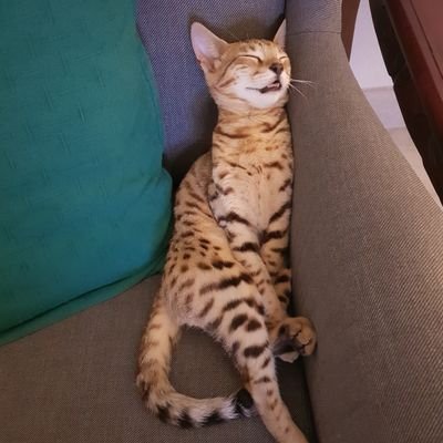 Lucidly_k's profile picture. Honest and authentic as possible. 
Join me on the quest for real freedom of speech and equality in all aspects of life and beyond. 
Peace and Love ❤