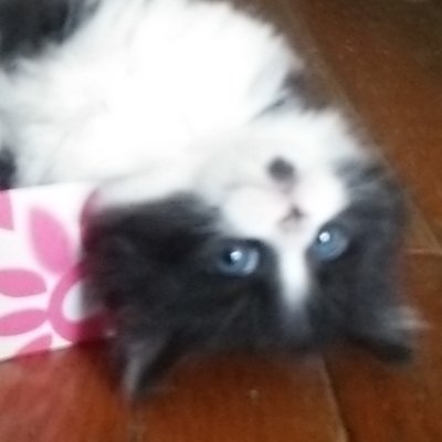 霞胡 猫 は 見た目で覚えてるみたいですね 我が家の末っ子は 自分がセミロングをベリーショートにして帰ったら 誰だお前 知らない奴が僕に触るな とばかりに フシャー 猫パンチしてきた恩知らずでした 声でわかれよ と