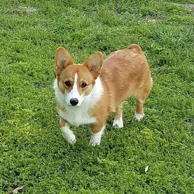Armnalegranch On Twitter I Have 2 Available Pembroke Cardigan Welsh Corgi Puppies Available Https T Co 78vgxdt7lg Located In Jacksonville Tx Please Read Over The Puppy Contract On My Website Licensed Tx Breeder 312