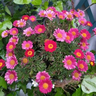 pafrecam's profile picture. 