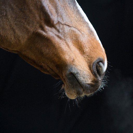 Unofficial voice of English horse gifted to King of Bahrain. Horse/human rights activist. Neighs have been translated by @amnesty staff. All neighs are my own.