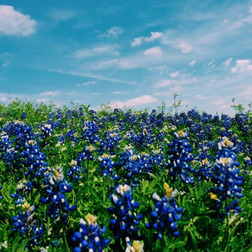 District VI of the Texas Association of Student Councils, serving Central Texas counties' schools.