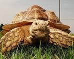 Tortoise_Isles's profile picture. Watch Rizzoli & Isles on TNT Mondays at 10/9c