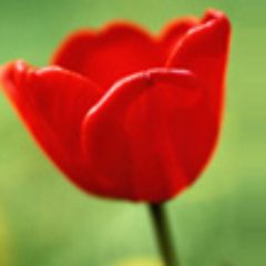 alamgirclp's profile picture.