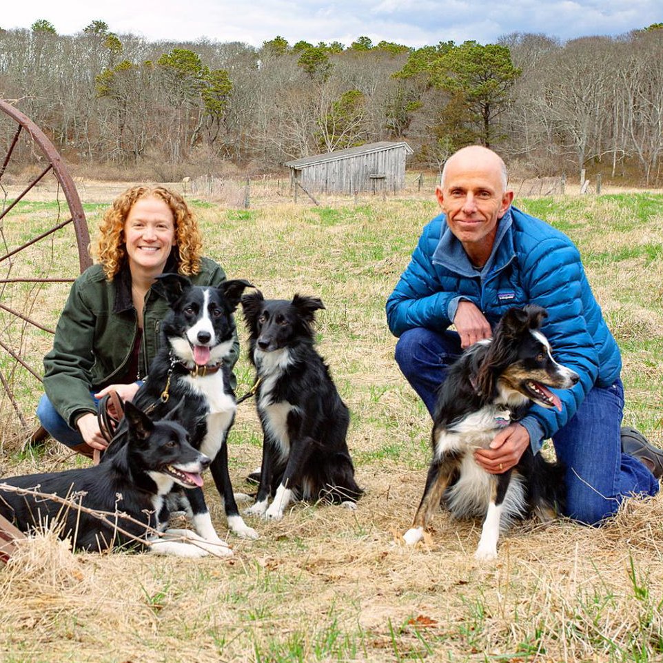 Diana Wickman and Simon Thorrold are shepherding a flock of Katahdin and Scottish Blackface sheep, and training border collies, on Peterson Farm, Falmouth, Mass