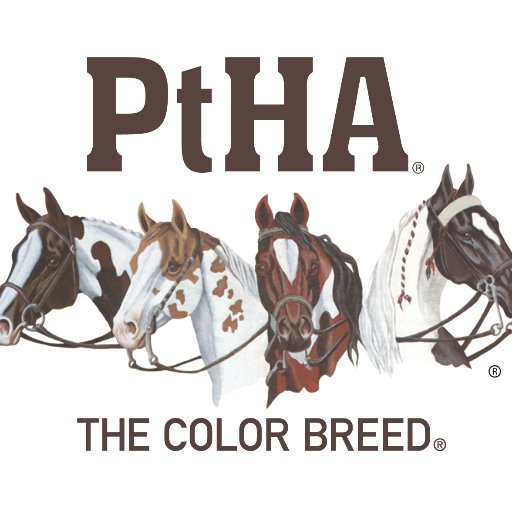 The official Twitter page of the Pinto Horse Association of America.