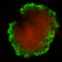 Magness Lab (@magnesslab) 's Twitter Profile