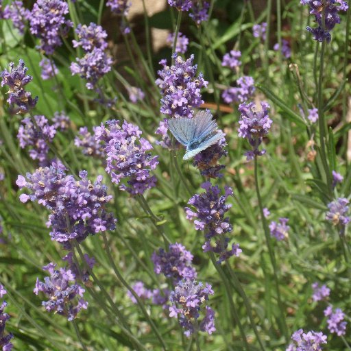 Faire de #Morlay un lieu d'habitat partagé. Y vivre en harmonie avec ses proches voisins, les fleurs et les papillons, les collines et les sous-bois.