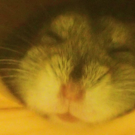 ｐｅｒｏ君さんのプロフィール画像