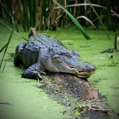 AubuchonRebecca's profile picture. Retired Teacher - Proud Nana - Love Gators, St. Louis Cardinals, Jaguars, JHS Indians - “Love leaves a memory no one can steal.”Democrat#resist🌊🇺🇦💙