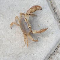 Neha Bhadbhade (@neha429) 's Twitter Profile