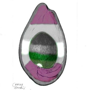 Aro Ace Spec Advocate Aroace Avocado Twitter