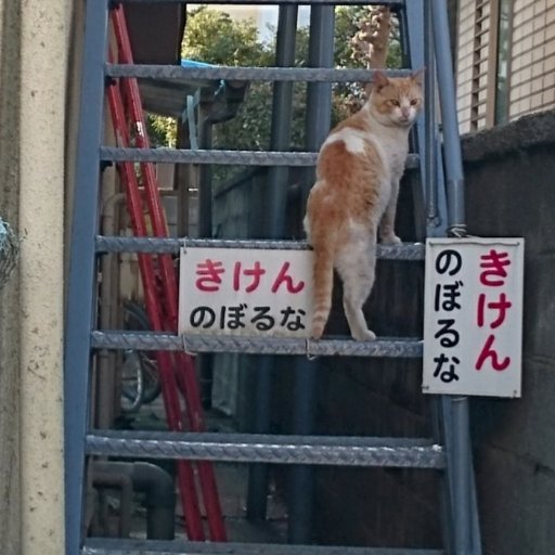 地域😹も可愛い 
チワワ♂9才
(てんかん6才から治療、心臓9才から治療)
無言フォロー失礼します。