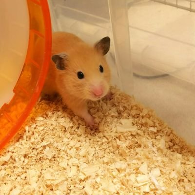 mgosaikoo's profile picture. ゲーム、SF、自作PC、ハムスターなど色々つぶやきます。
   Discord：reishiki01@6806