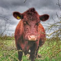 HallFarmMessingham(@AxholmeHerd) 's Twitter Profile Photo