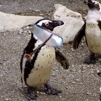 Penguin from Antarctica (@penguincallme) 's Twitter Profile