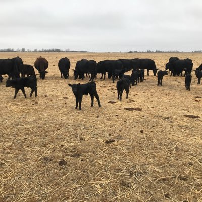 Living the Dream Farm manager raising cattle,corn,beans and wheat.