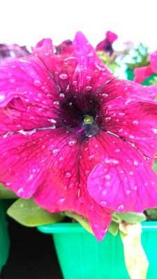 GreenHippo8's profile picture. Садовый центр GreenHippo  в г. Минске по адресу ул. Ванеева, 34 (а/в Восточный).