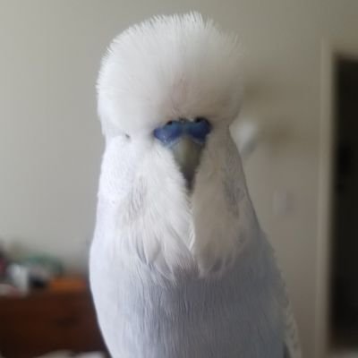 (5/23/16 - 9/12/18) Hand-fed English Budgie born in Indiana and lived a life full of joy in Michigan.