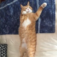 Alan Bell (@alanbellmd) 's Twitter Profile