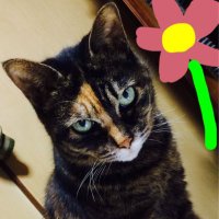 みうら (@tamachan00501vv) Twitter profile photo