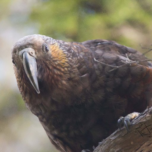 Photosurge1's profile picture. "Surgeon finding solace in the beauty of nature, chasing birds and penning down my adventures. #BirdingCommunity #RetiredSurgeon #NatureWriting