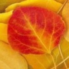 apple17_8's profile picture. 