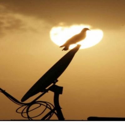 learner__2017's profile picture. Read's alot ,Learning !!