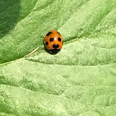 mizu_Ladybug's profile picture. 彼女と百合が好きな女 セラミュも好き/彼女のTO