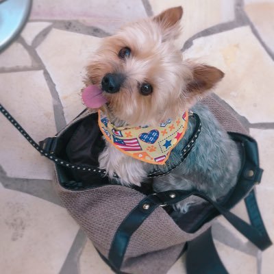 元々はお笑い芸人をメインとしたライブなどのレポや写真をあげたりする垢として使用してました。現在は二次元や舞台関係を含めたお取引のための譲渡・交換のための垢として使用してます。最近は🎤の⚖️と🌔を集めてます。(過去のお笑いポストは思い出として残してます。お取引状況については返信欄より参照ください。)