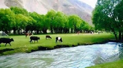 AshnaMansur's profile picture. 