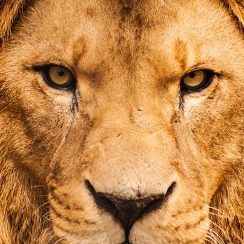 lionsfes's profile picture. hi! baseball bro and sis in the world
#野球 #Yakyu #Baseball #Béisbol #棒球
#WBC2023🇨🇺🇹🇼🇮🇹🇵🇦🇳🇱🇯🇵🇦🇺🇰🇷🇨🇳🇨🇿🇺🇸🇲🇽🇨🇦🇨🇴🇬🇧🇩🇴🇵🇷🇭🇳🇮🇱🇻🇪