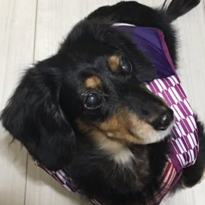 jprg__'s profile picture. 世界的に動物保護団体や被災地への復興支援その他社会的貢献や募金活動などボランティア活動の呼びかけの応援などを目的としています