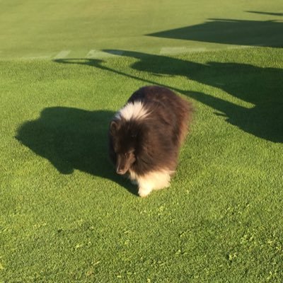woodlawnturf's profile picture. Superintendent at TS&M Woodlawn Golf Club.