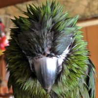 こみどり (@greencoco75) 's Twitter Profile