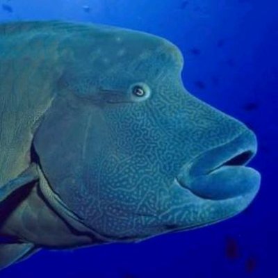 ナポレオンフィッシュ Uy75gu1g08ltpez Twitter