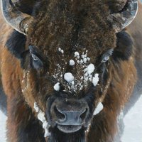 Andy Michalski (@ajmichbflo) 's Twitter Profile
