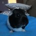 Noodles (@noodlesgpig) Twitter profile photo Noodles (@noodlesgpig) Twitter profile photo