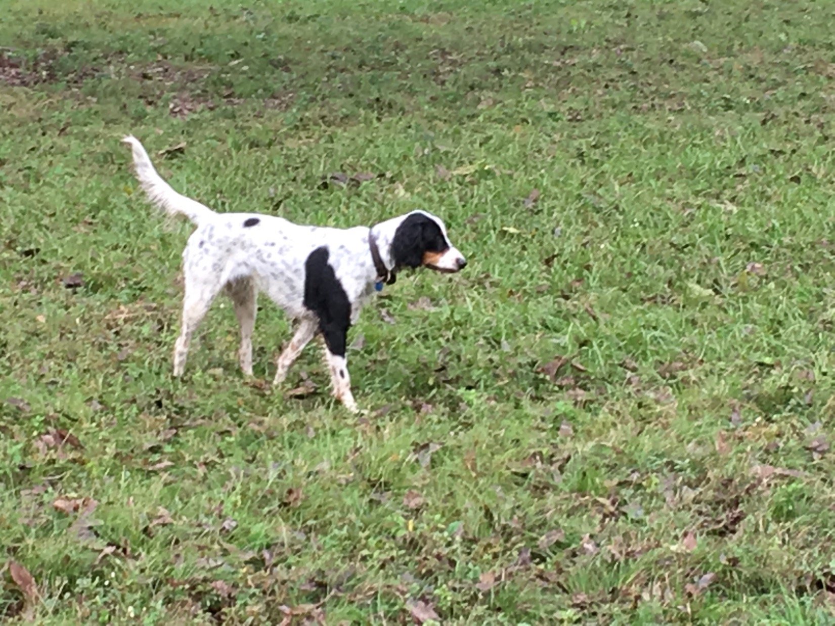 Patriotic Commentator,  Enthusiastic Traveler,  Outdoorsman ,The more people I meet the more I like my dog.