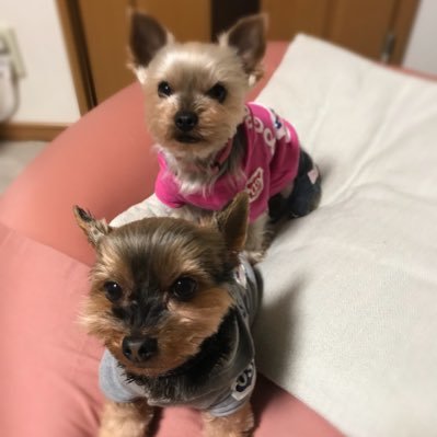 mamo34's profile picture. 元・GIFU・スマートフォンプロジェクト関係者。 愛犬はヨークシャーテリアのペケちゃん、ポコちゃんです。友人宅のマルちゃんとの関係から名付けられました。