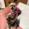mamo34's profile picture. 元・GIFU・スマートフォンプロジェクト関係者。 愛犬はヨークシャーテリアのペケちゃん、ポコちゃんです。友人宅のマルちゃんとの関係から名付けられました。