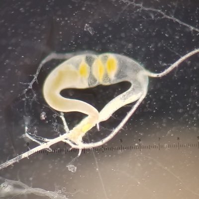 News from fungal evolutionary genomics lab at UC Riverside; genomics; biological crusts; zygomycetes; chytrids; phylogenomics; bioinformatics; population bio