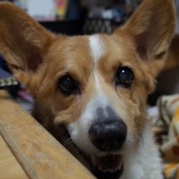 ema (@beta0117) 's Twitter Profile