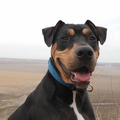 Space Jam is the greatest film ever made. Adopt from @nehumanesociety