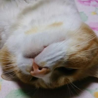 サッカー観戦大好き\(^^)/
水戸の試合観戦してます(^-^)鹿島の試合も見ます(^-^)お笑い見るの好き。YouTube見るの好きです😁👍高校野球観戦好き😁
Twitter始めたばかりなんで無言フォローすいません(._.) 水戸サポさん、他サポのみなさんフォローよろしくです(^-^)